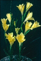 Gladiolus citrinus